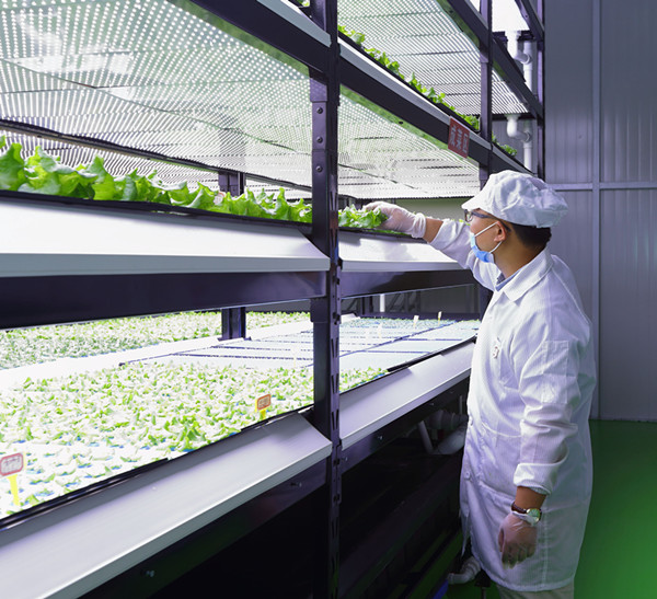 新疆首家智能LED植物工廠啟動(dòng)運(yùn)營(yíng)
